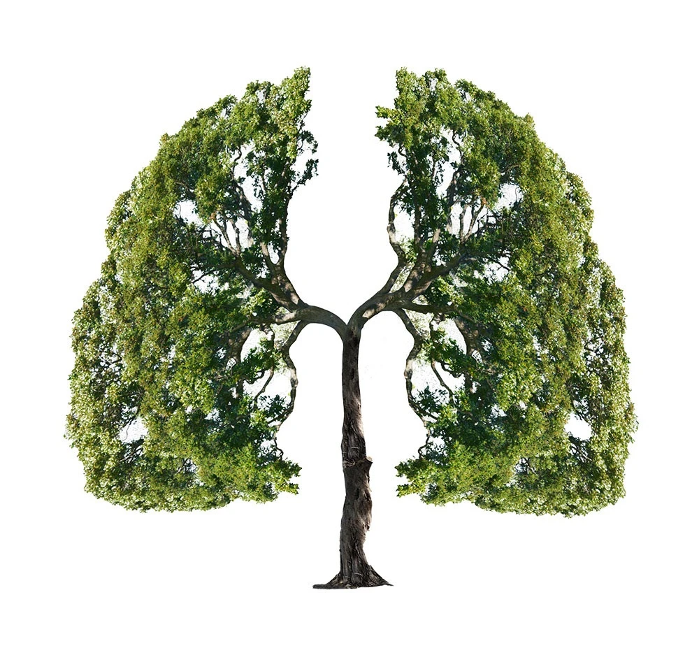 TREE NATION - Focusshop plante un arbre pour vous - à partir de 99.- CHF