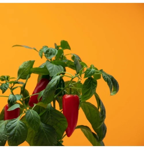 Prêt à Pousser Mini-Paprika