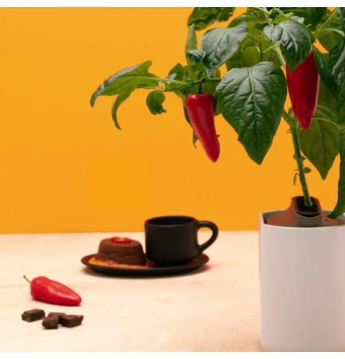 Prêt à Pousser Mini-Paprika